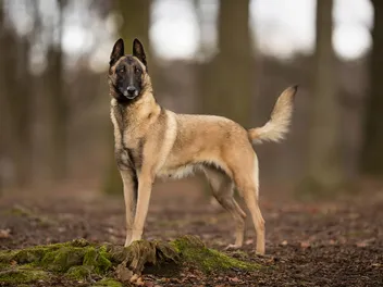How Big Does a Belgian Malinois Get (With Growth & Weight Chart)