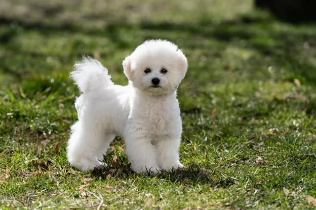 15 Bichon Frise Mixes (With Pictures)