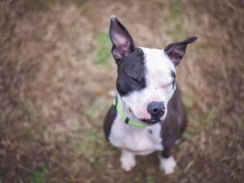 Boston Bull Terrier Dog Breed: Info, Pictures & Care Guide