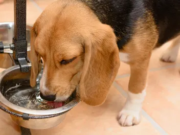 Why is My Dog Drinking a Lot of Water? 9 Vet-Verified Reasons