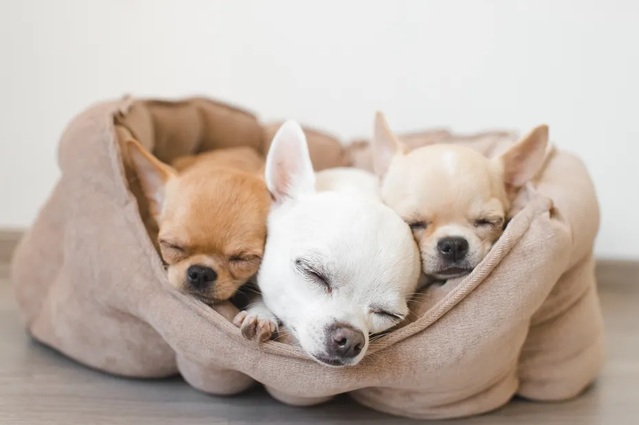 Cute chihuahuas slepping