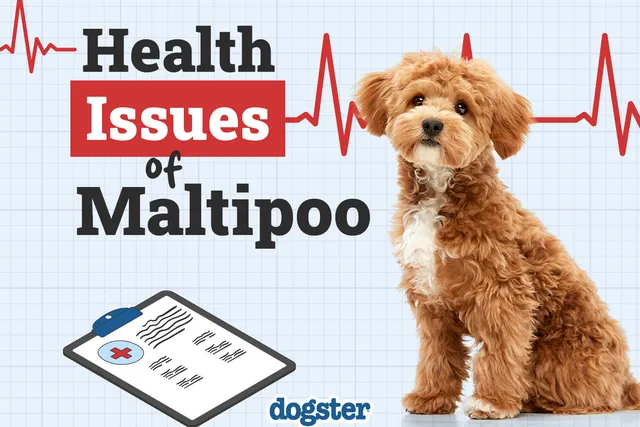 11 Common Maltipoo Health Issues to Watch Out For: Signs & Treatments