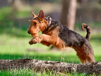 How Much Exercise Do Airedale Terriers Need? Vet-Verified Facts & Info
