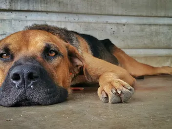 How to Clean Dog Nose Mucus: 4 Effective Steps