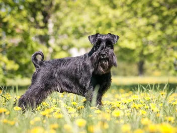 What Were Schnauzers Bred For? History of This Breed
