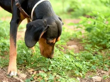 Why Do Dogs Eat Cat Poop? 5 Common Vet-Reviewed Reasons