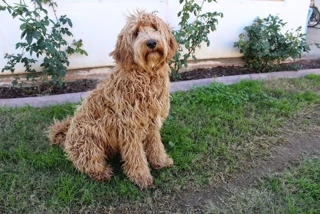 15 Vet-Reviewed Pros & Cons of Having a Labradoodle (Lifestyle Fit & FAQ)
