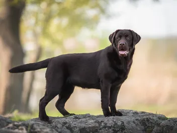 Can Dogs Break Their Tails? Vet-Verified Facts & FAQ