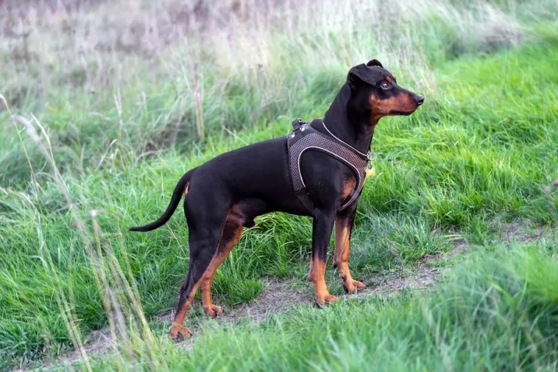 german pinscher standing in the grass
