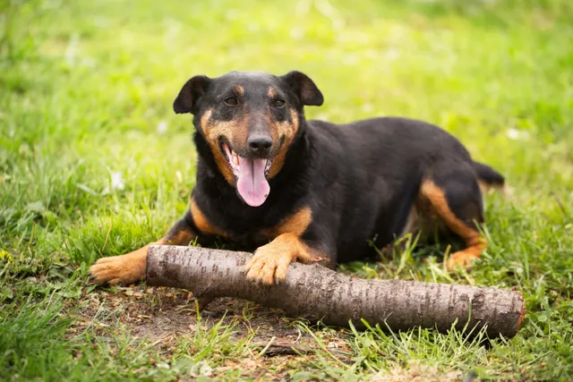 20 Rare Small Dog Breeds (With Info & Pictures)