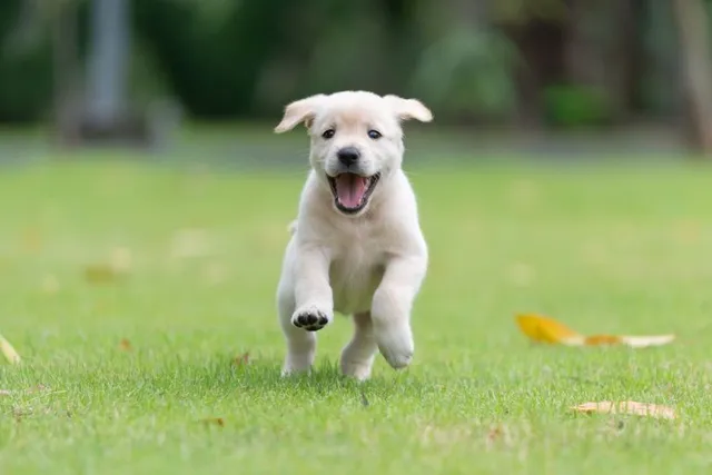 Puppy Developmental Stages: From Birth to Adulthood (Vet Reviewed)