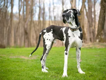 Harlequin Great Dane: Info, Pictures, Origin & History