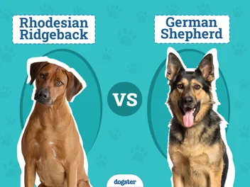 Rhodesian Ridgeback vs. German Shepherd: Key Differences (with Pictures)