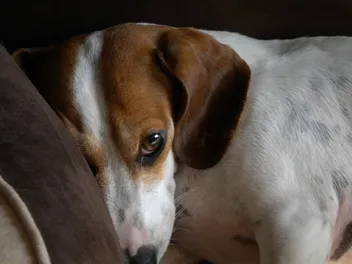 What Is IVDD in Dachshunds? Vet Explains Signs, Causes & Treatment