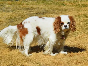 Thrombocytopathies in Dogs: Vet-Verified Signs, Care & Treatment