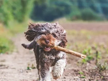 Merle Cockapoo: Info, Pictures, Origin & History