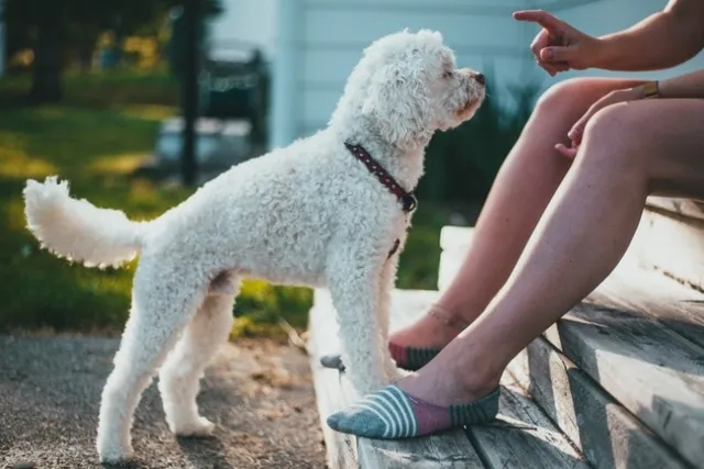 How to Train a Poodle: 6 Vet-Approved Tips