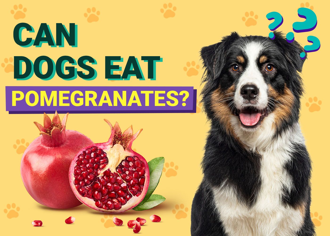 Dogster-Can-Dogs-Eat-Pomegranates