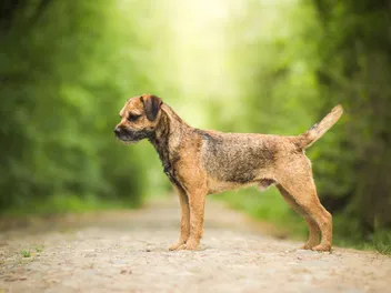 Border Terrier Dog Breed: Info, Pictures, Traits, Care & More