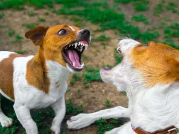 How to Stop Dogs From Fighting in the Same Household: 4 Vet-Approved Tips
