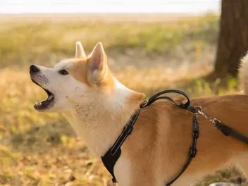 How Much Does a Shiba Inu Bark? Vet-Reviewed Vocalizations, Health & Anxiety