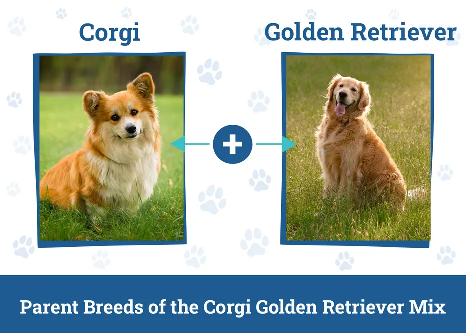 Parent Breeds of the Corgi Golden Retriever Mix