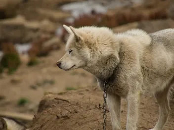 Greenland Dog Breed Guide: Info, Pictures, Care & More