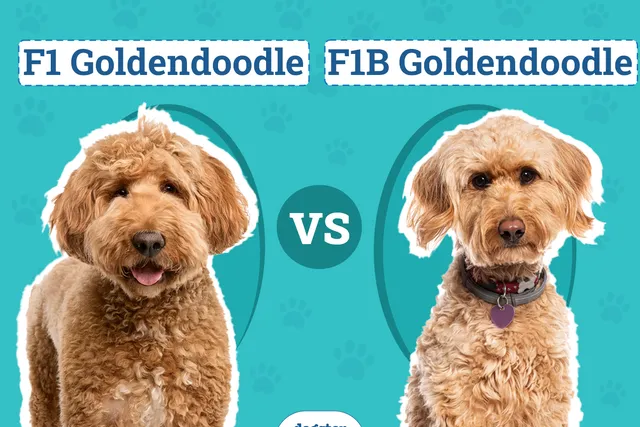 F1 vs. F1B Goldendoodle: The Key Differences (With Pictures)