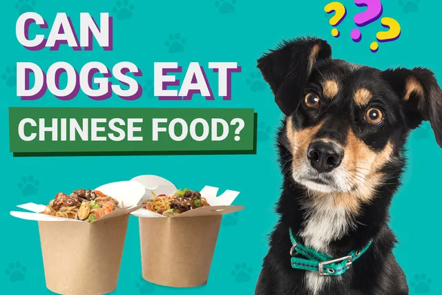 Can Dogs Eat Chinese Food? Vet-Verified Facts & FAQ