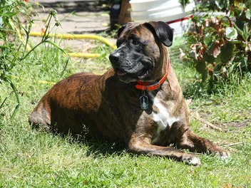 16 Awesome Mastiff Mixes (With Pictures)