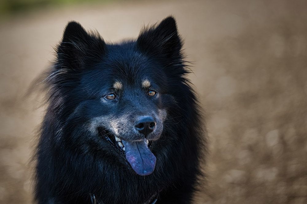 A black shepard chow mix