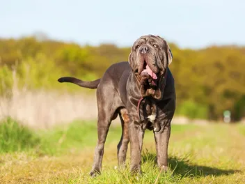 What Were Mastiffs Bred For? History of the Breed