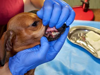 My Dog’s Tooth Is Turning Purple, What’s Wrong? Our Vet Explains Risks & Treatment