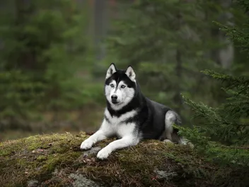 35 Siberian Husky Mixes (With Pictures)