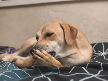 Why Do Dogs Lick Themselves? Vet-Verified Reasons & When Its a Concern