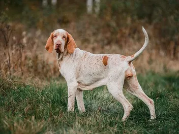 Bracco Italiano: Dog Breed Info, Pictures, Traits & Care
