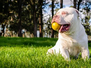 10 Best Dog Toys for Pit Bulls in 2026 - Reviews & Top Picks