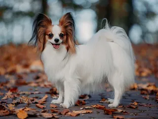 How Much Does a Papillon Cost? 2026 Price Overview