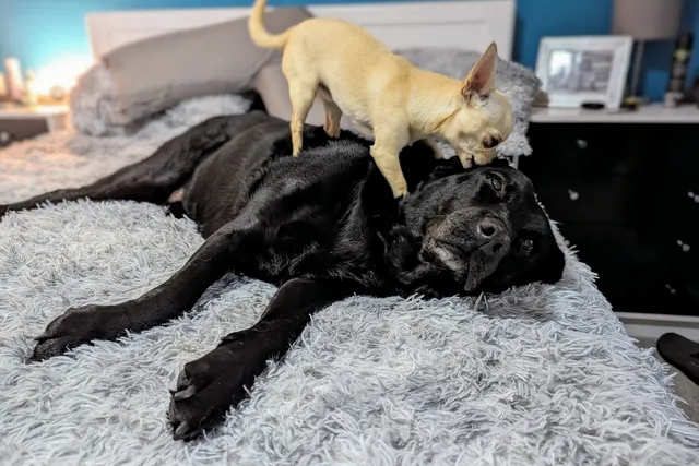 Neddy's Day Spa: A Chihuahua's Guide to Ear Cleaning & Self-Care