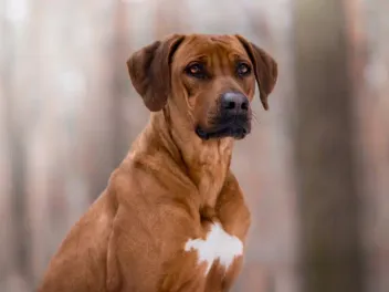 Are Rhodesian Ridgebacks Aggressive? Vet-Reviewed Facts & FAQ