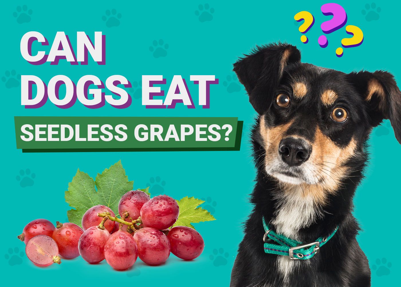 Can Dogs Eat Seedless Grapes