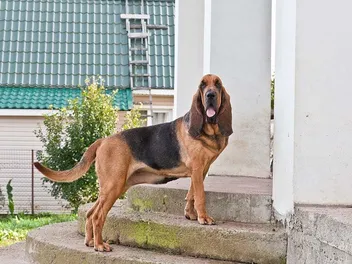 How Big Does a Bloodhound Get? Average Weight & Growth Chart