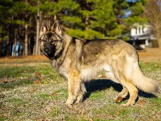 Shiloh Shepherd Dog Breed: Info, Pictures, Facts & Traits