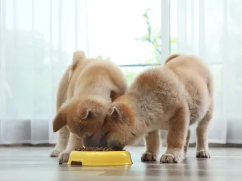 10 Best Dog Foods for Akitas in 2026: Reviews & Top Picks