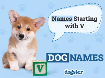 145 Dog Names Starting With V: Versatile Ideas for Your Furry Friend