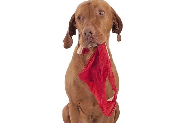Why Does My Dog Eat My Underwear? 8 Vet-Reviewed Reasons & Prevention