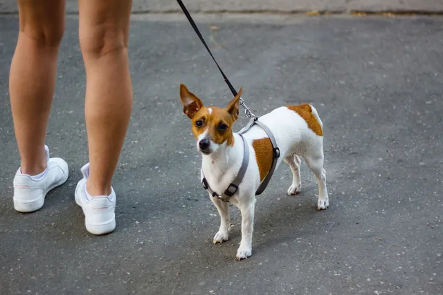 6 Reasons to Leash Your Dog With Safety Considerations