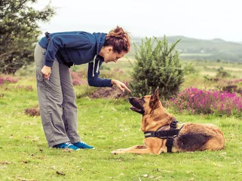 How to Tell a Dog "No" in 4 Vet-Approved Steps