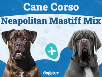 Cane Corso Neapolitan Mastiff Mixed Dog Breed: Info, Pictures, Care & More