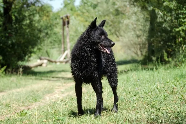 Croatian Sheepdog Breed: Info, Pictures, Care & More